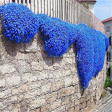 Load image into Gallery viewer, Blue Rock Cress Ornamental Groundcover Seeds