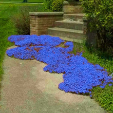 Load image into Gallery viewer, Blue Rock Cress Ornamental Groundcover Seeds