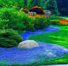 Load image into Gallery viewer, Blue Rock Cress Ornamental Groundcover Seeds