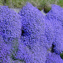 Load image into Gallery viewer, Blue Rock Cress Ornamental Groundcover Seeds