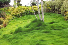 Load image into Gallery viewer, Korean Zoysia Ornamental Grass (Zoysia Japonica) Seeds - NEW FOR 2026