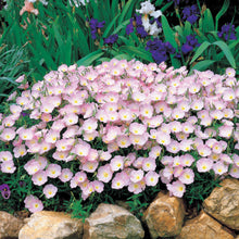 Load image into Gallery viewer, Showy Evening Primrose Ornamental Groundcover Seeds