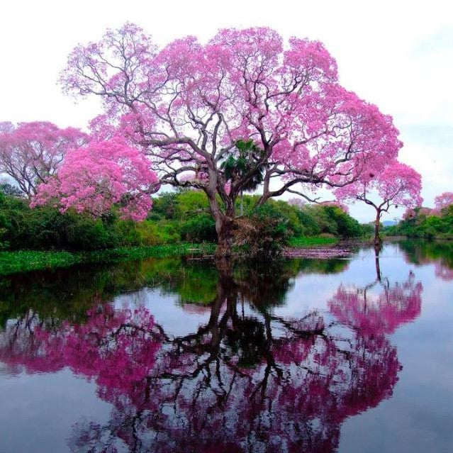 pink princess plant seeds Royal Princess Tree Seeds – SEEDTOPIA