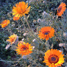 Load image into Gallery viewer, Venidium Orange Prince Sunflower Seeds