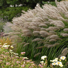 Load image into Gallery viewer, White Fountain Ornamental Grass Seeds