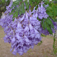 Load image into Gallery viewer, Jacaranda Tree Seeds