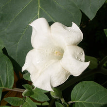 Load image into Gallery viewer, Moonflower Plant Seeds