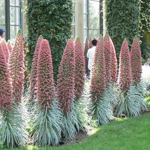 Load image into Gallery viewer, Tower of Jewels Plant Seeds