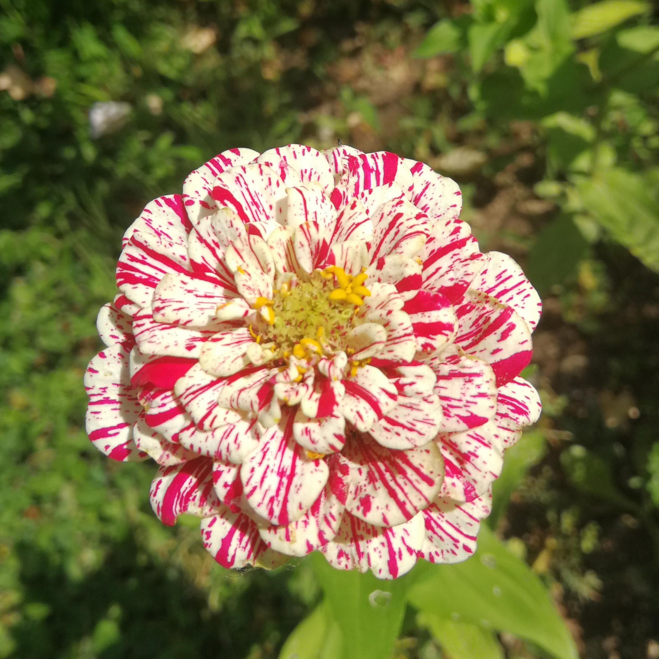 Candy Cane Zinnia Flower Seeds SEEDTOPIA