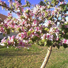 Load image into Gallery viewer, Pink Orchid Tree Seeds