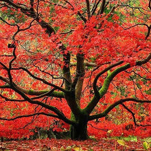 Load image into Gallery viewer, Japanese Amur Maple Tree (Acer Tataricum sub Ginnala) Seeds