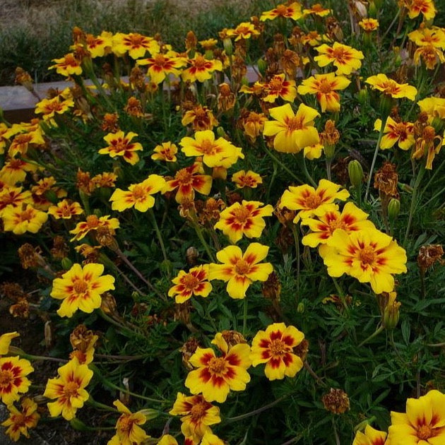 jaguar marigold seeds Jaguar French Marigold Flower Seeds