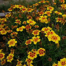 Load image into Gallery viewer, Jaguar French Marigold Flower Seeds