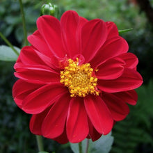 Load image into Gallery viewer, Dahlia Flower Seeds