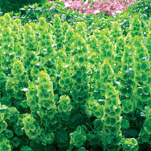 Load image into Gallery viewer, Bells of Ireland Plant Seeds