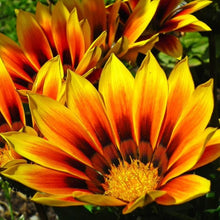 Load image into Gallery viewer, Gazania Treasure Flower Seeds