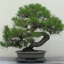 Load image into Gallery viewer, Japanese Black Pine Tree Seeds