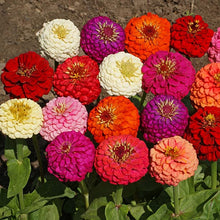 Load image into Gallery viewer, Lilliput Zinnia Flower Seeds