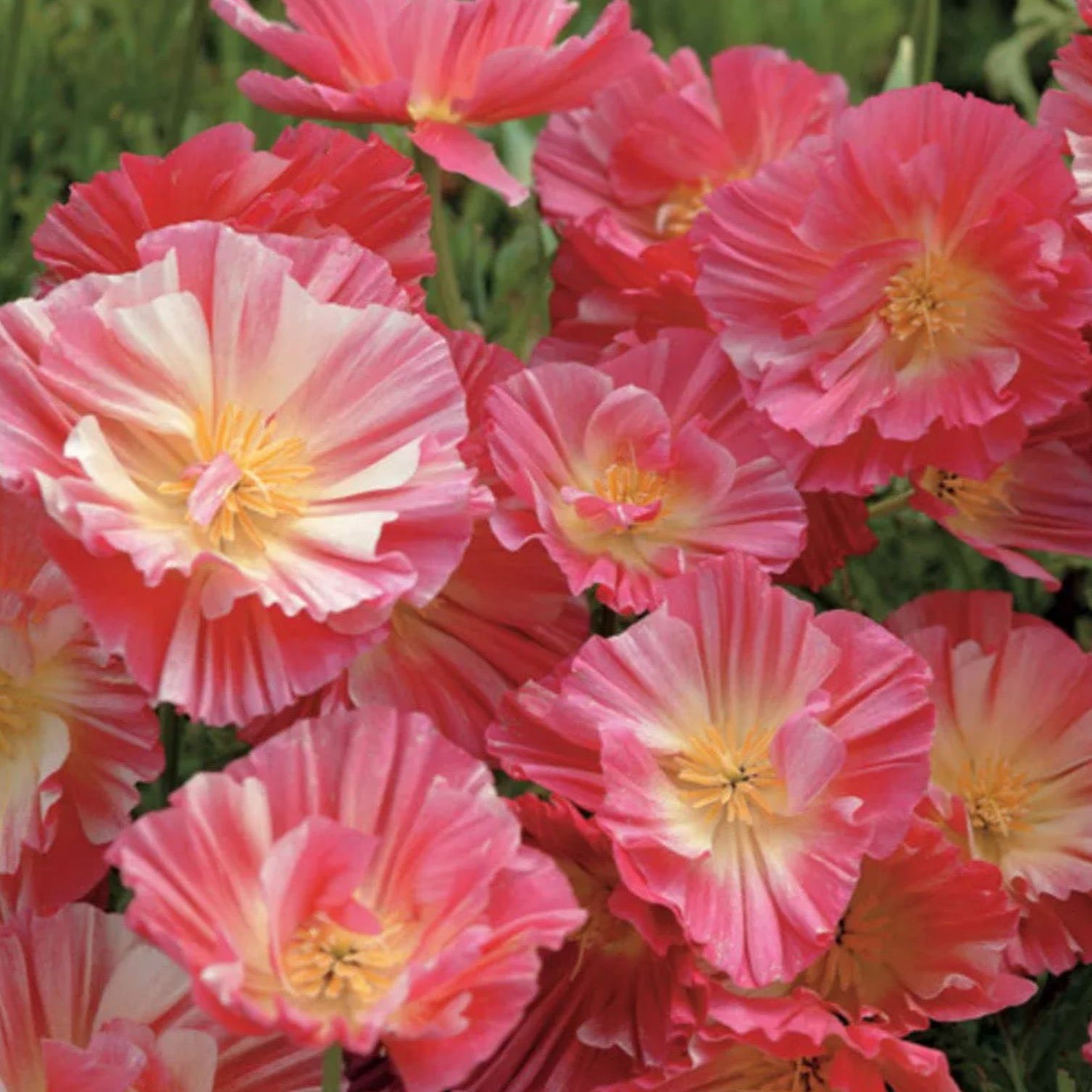 pois ポワ　メローキャミ　ピンク　mellow cami Camellia j. 'Bob Hope' | Matsuda's — Green Acres Nursery