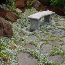 Load image into Gallery viewer, Alyssum "Carpet of Snow" Ornamental Groundcover Seeds