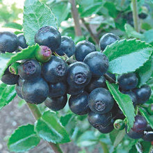 Load image into Gallery viewer, Organic Big Huckleberry Plant Seeds