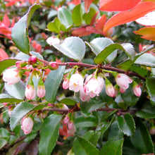Load image into Gallery viewer, Organic Big Huckleberry Plant Seeds