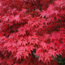Load image into Gallery viewer, Bloodgood Japanese Maple Tree (Acer Palmatum 'Bloodgood') Seeds