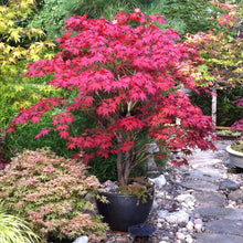 Load image into Gallery viewer, Bloodgood Japanese Maple Tree (Acer Palmatum 'Bloodgood') Seeds