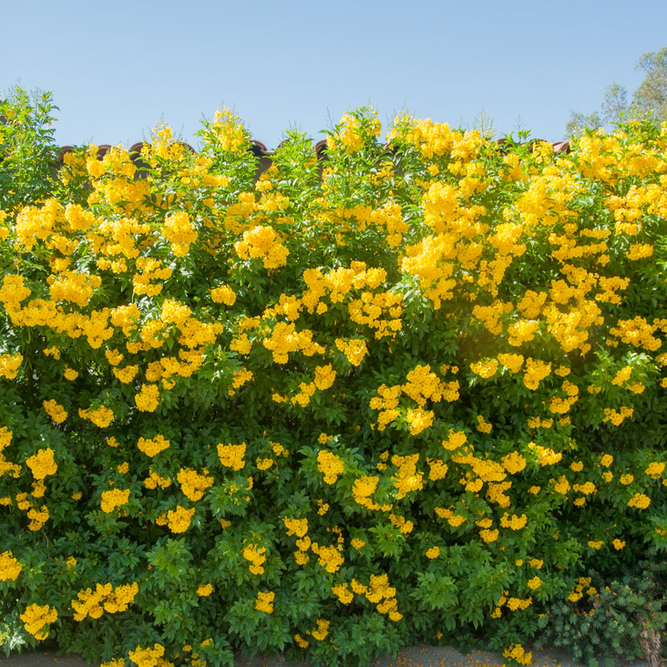 yellow bell flower seeds Yellow Elder Trumpet Bush Seeds – SEEDTOPIA