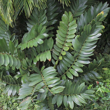 Load image into Gallery viewer, Cardboard Palm (Zamia) Seeds