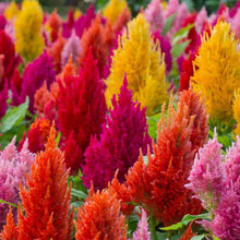 Load image into Gallery viewer, Celosia "Pampas Plume" Flower Seeds
