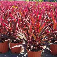 Load image into Gallery viewer, Chili Pepper Cordyline Ti Plant Seeds