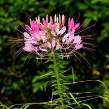 Load image into Gallery viewer, Cleome Spider Flower Seeds