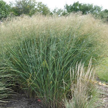 Load image into Gallery viewer, Ornamental Cloud Grass Seeds