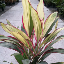 Load image into Gallery viewer, Candy Cane Cordyline Ti Plant Seeds