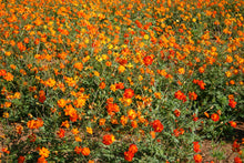 Load image into Gallery viewer, Cosmos Bright Lights