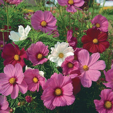 Load image into Gallery viewer, Cosmos Single Sensation