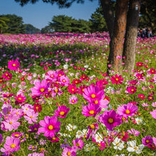 Load image into Gallery viewer, Cosmos Single Sensation
