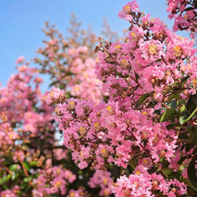 Load image into Gallery viewer, Crepe Myrtle Tree Seeds (Pink)