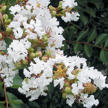 Load image into Gallery viewer, Crepe Myrtle Tree Seeds (White)