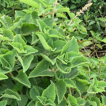 Load image into Gallery viewer, Organic Cuban Oregano Plant Seeds