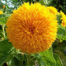 Load image into Gallery viewer, Dwarf Teddy Bear Sunflower Plant Seeds