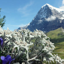 Load image into Gallery viewer, Edelweiss Flower Seeds