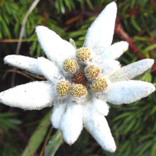 Load image into Gallery viewer, Edelweiss Flower Seeds