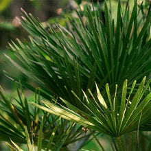 Load image into Gallery viewer, European Fan Palm Tree Seeds