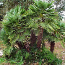 Load image into Gallery viewer, European Fan Palm Tree Seeds