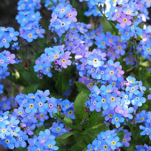 Load image into Gallery viewer, Forget-Me-Not Flower Seeds