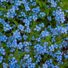 Load image into Gallery viewer, Forget-Me-Not Flower Seeds