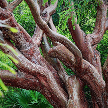 Load image into Gallery viewer, Gumbo Limbo Tree Seeds