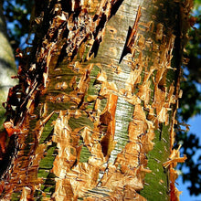 Load image into Gallery viewer, Gumbo Limbo Tree Seeds